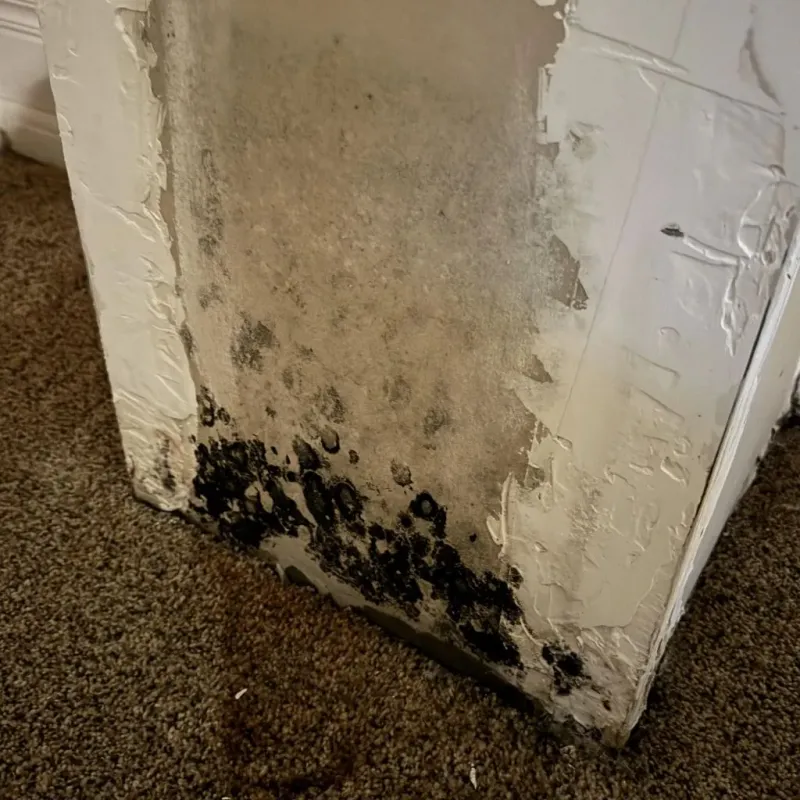 Professional Mold Removal in Charlton, MA